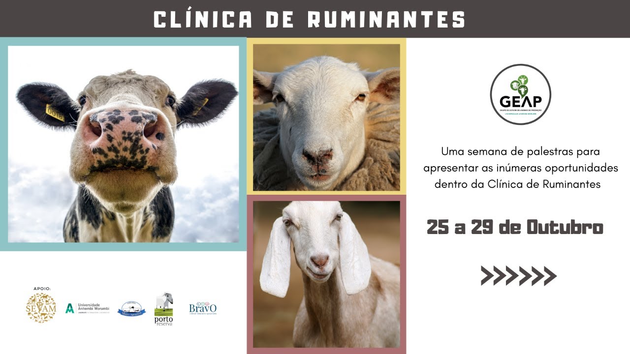 Urolitíase obstrutiva em pequenos ruminantes | SEMANA DE CLÍNICA DE RUMINANTES