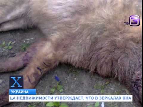 Кровавая схватка Чупакабра атакует!!