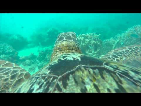GoPro Sea Turtle Footage Of The Great Barrier Reef