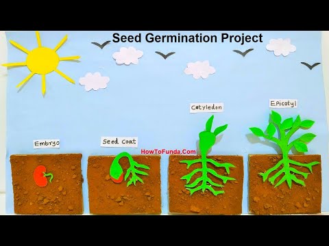 stomata model stomatal opening and closing science project howtofunda diy