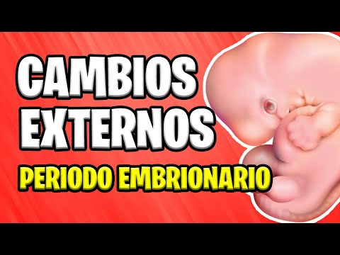 ✅ CAMBIOS EXTERNOS EN EL EMBRIÓN | PERIODO EMBRIONARIO  📚 EMBARAZO 👶 EMBRIOLOGÍA