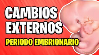 ✅ EXTERNAL CHANGES IN THE EMBRYO - EMBRYO PERIOD [2023] SUMMARY 📚 PREGNANCY 👶 EMBRYOLOGY