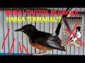 JANGAN SALAH Kaprah DIKIRA Murai Batu BLOROK Termahal Bisa Jadi MURAH Kalau Salah