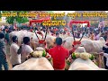 Varthur Santhosh Hallikar Bulls HUGE Procession at Sapalamma Cattle Fair 2023