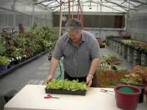 Terra Nova Nurseries - From the Greenhouse to You