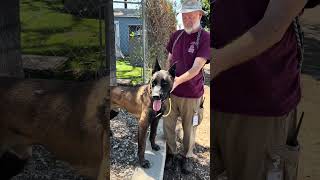 Video preview image #1 Mutt Puppy For Sale in Pasadena, CA, USA