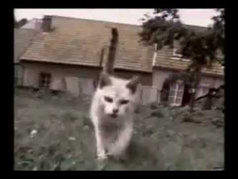 Kattenkaarten: Katten in de problemen grappige katten compilatie grappige video's 2024 grappige humor