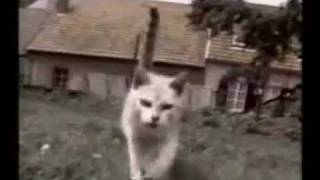 Cats in trouble funny cats compilation funny videos 2024 funny humor
