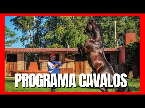 Cavalo Crioulo/ 80 anos Firmeza & Cala Bassa