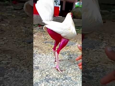 El gallo fino más hermoso 🤩 #gallos #aves #gallofino #viralshort #viralshorts #shorts