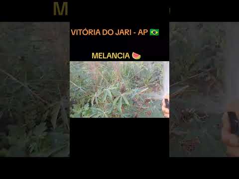 AGRICULTOR FÉLIX CUTRIN E SUA PRODUÇÃO DE MELANCIA 🍉 VITÓRIA DO JARI 🇧🇷 AP 