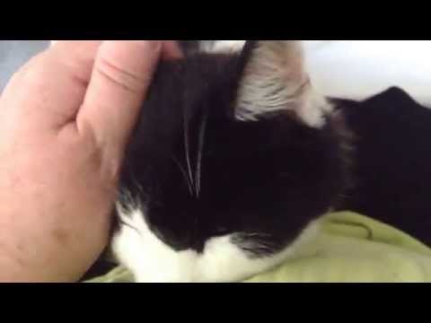 Aug 5, 2014 adorable cat loving his owner.