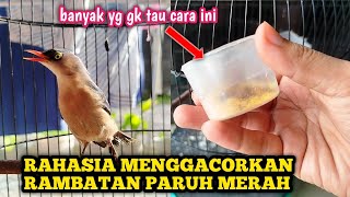 Download lagu SECRET TIPS FOR BREEDING RED BEAK THREADS mp3 Download lagu SECRET TIPS FOR BREEDING RED BEAK THREADS mp3
