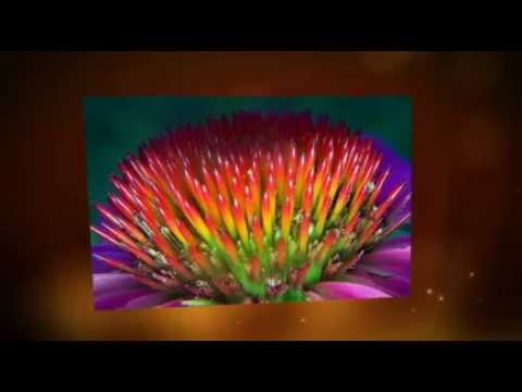 Echinacea : Natural antibiotics