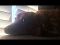 dog movie