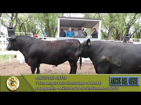 26-09-18 Venta de Toros Angus PC - Angus del Oeste - Huanguelen