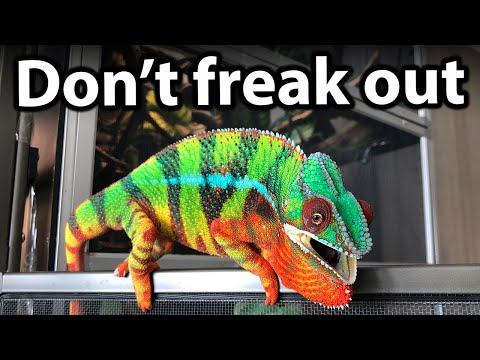 Advice for new chameleon owners | What to expect when you bring a new chameleon home