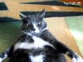 Angry fat cat / Сердится жирный кот 