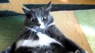 Смотреть онлайн Жирный кот взбешен до чертиков