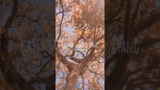 Download lagu Story wa keren๐ lagu SATU HATI SAMPAI MATI mp3 Download lagu Story wa keren๐ lagu SATU HATI SAMPAI MATI mp3