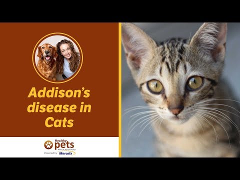 Dr. Becker Discusses Addison's Disease in Cats