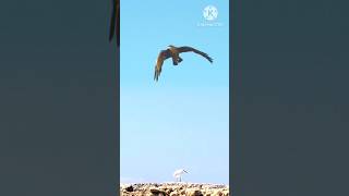 Download lagu elang targetkan si bangau putih #amazing #eagles #wildlife #bangau #movie mp3