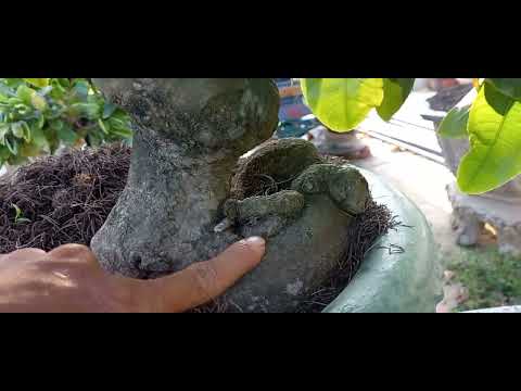 23.gl ae cặp mai bon sai ghép cúc giá 14trieu 0907044639