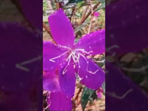 flower🌸and pond🏞️ytshort #shortsfeed #love #Akhalya ponnu