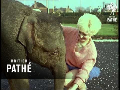 Out Takes / Cuts From Cp 311 - Baby Elephant (1960)