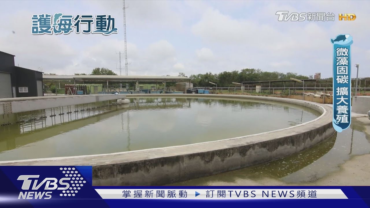 吸碳神器! 微藻固碳是樹的6倍 還能淨化廢水