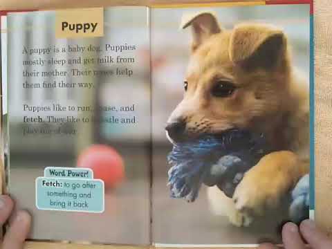 Puppy - Baby Animals