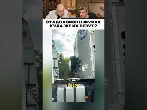 Стадо коров в фурах куда-то везут 😅