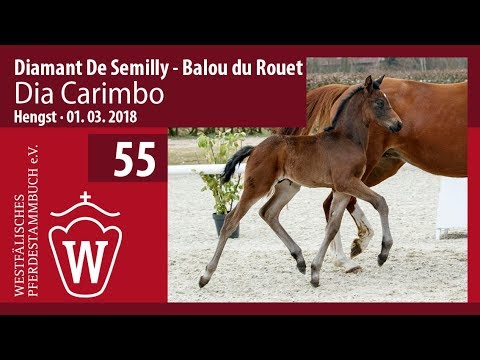 55 Dia Carimbo HF v. Diamant De Semilly - Balou du Rouet