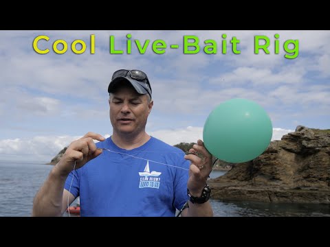 Kingfish Live bait balloon rig to stop polluting the ocean.