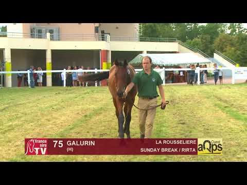 Show AQPS Ouest 2018 : Lot 75 - GALURIN