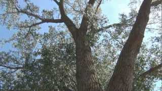 preview picture of video 'Planting Cottonwoods Near the Missouri River - Nebraska City, NE'