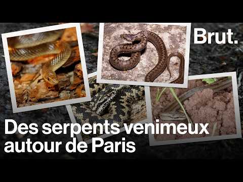 On est parti observer les serpents avec Ilian, biologiste