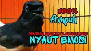 Download lagu pancingan murai batu GACOR ampuh JADIKAN murai MACET nyaut EMOSI❗❗ mp3