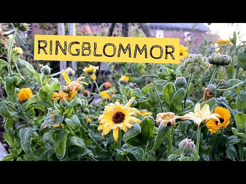 , title : 'RINGBLOMMOR i din trädgård - Odla en enkel blomma med lång blomning som klarar frost'