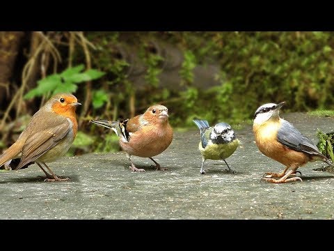 Video für Katzen - Kleine Waldvögel