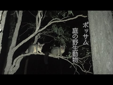 ポッサムに似た動物 - スマトラ豚アナグマ (Arctonyx hoevenii)