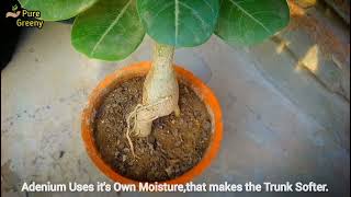 Adenium Plant Soft Caudex Problem!