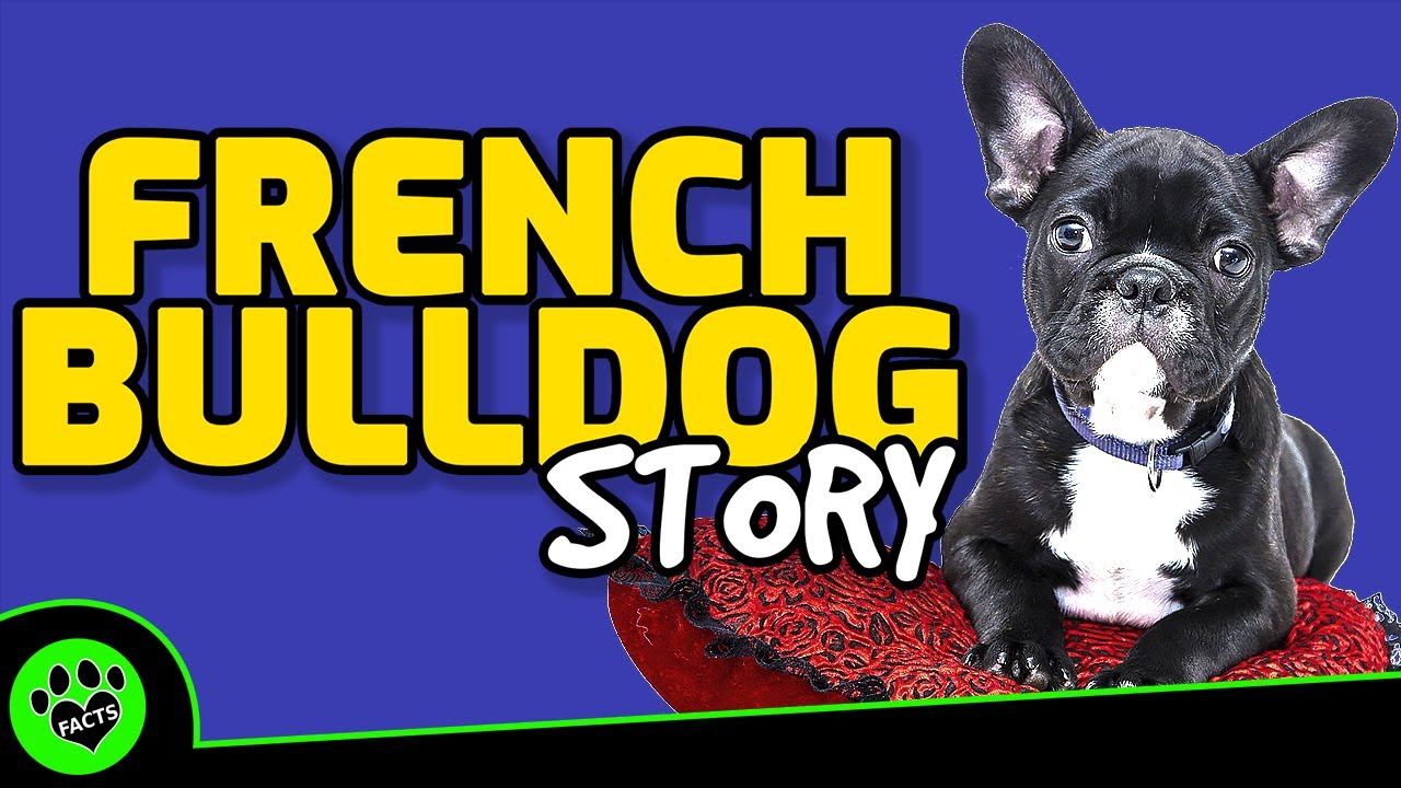 French Bulldogs 101: Discovering the Fascinating History and Future of the Fun-sized Companion Dog