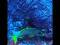 man hates dumb fish
