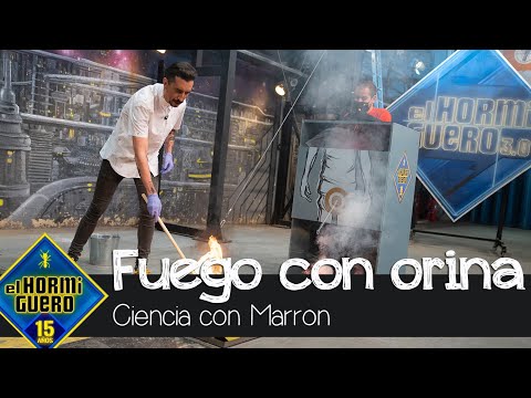 Marron enseña a hacer fuego con orina - El Hormiguero