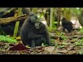 Cute Affectionate Monkeys | Lands of the Monsoon | BBC Earth
