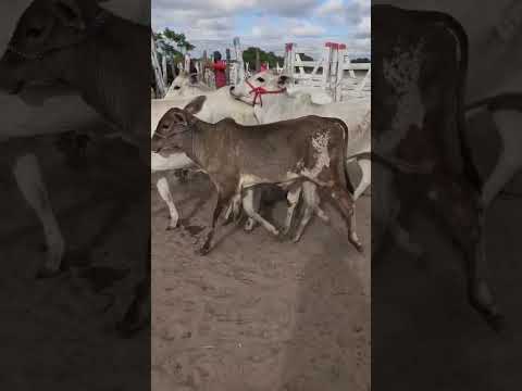 Bezerros nelore à venda em Jurema-PE