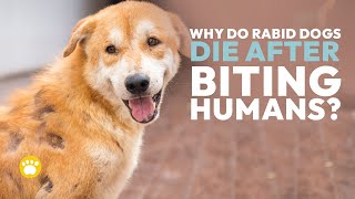 Why do dogs with rabies die after biting humans?