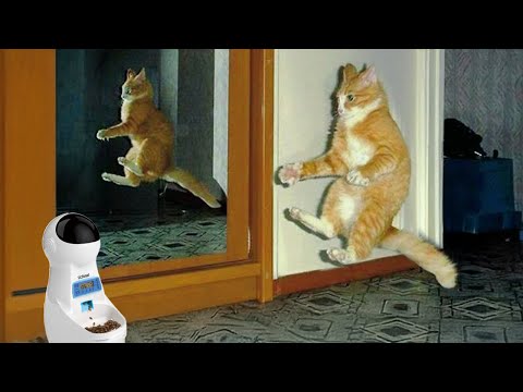 Katzenliebesgeschichte mit dem Futterautomaten! Lustiges Katzenvideo 2024