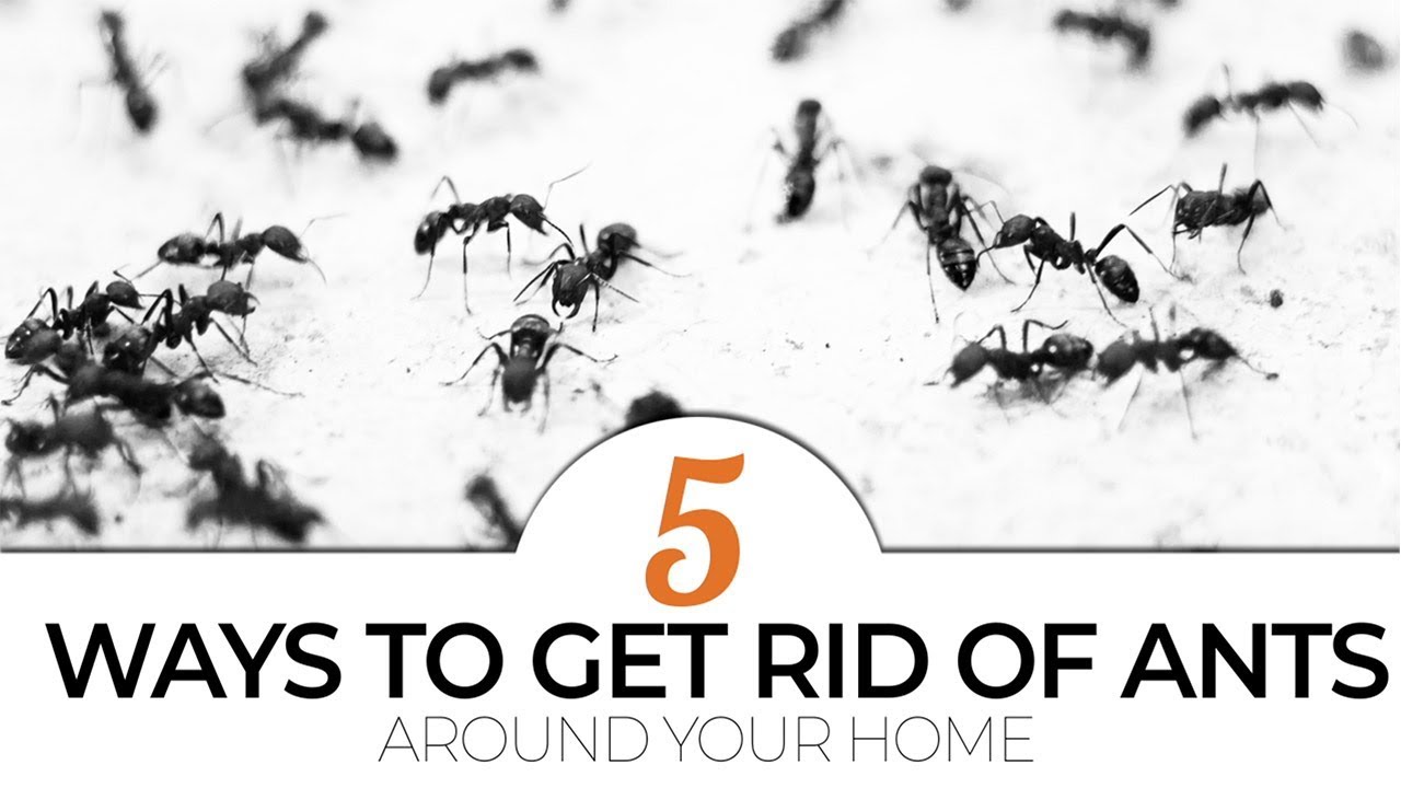 TOP 5 Ways to Get Rid of Ants Around Your Home